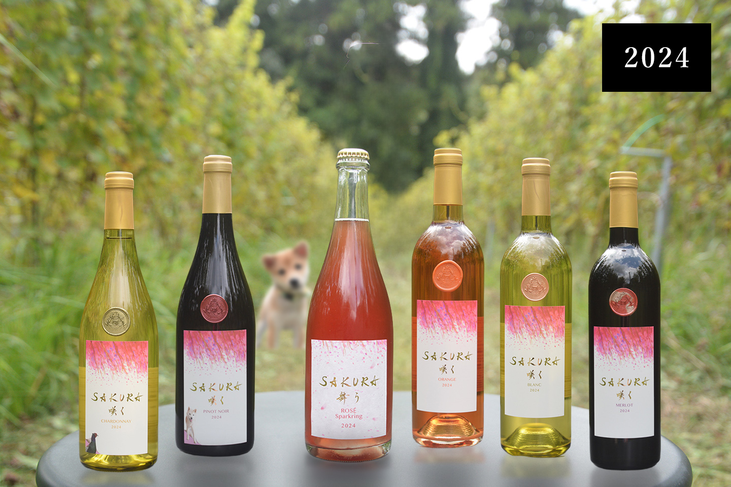 SAKURA咲く 2024